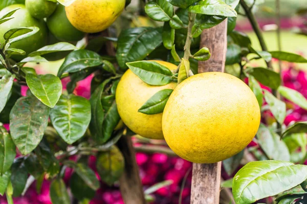 Take in the sweet fragrance of the yellow pomelo plants, their fruit almost ready to be harvested, promising a mouthwatering burst of flavor