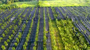 Bir hava manzarası bazı bitkilerle süslenmiş bir alanı yakalar, güzel ve canlı bir manzara yaratır.
