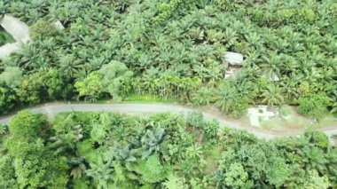 Çoğu palmiye ağaçlarının dron tarafından alındığı bir kadın tarafından çevrelenmiş bir yolun görüntüsü.