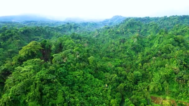 用无人机向后移动拍摄的森林的影像和无尽的森林 — 图库视频影像