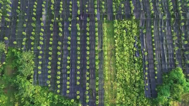 Tiro Aéreo Campo Cheio Algumas Plantas Mostra Beleza Natural Simetria — Vídeo de Stock