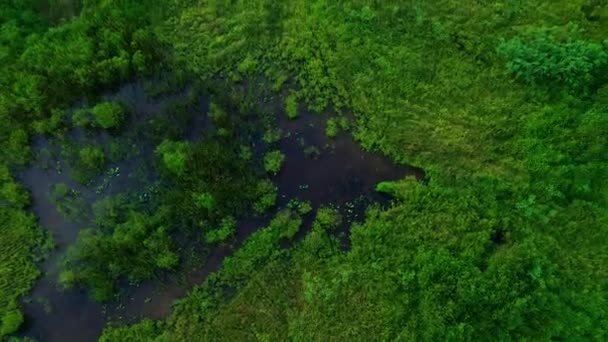 苍翠的绿草和闪烁着光芒的水坑 从空中俯瞰着大自然壮丽的本质 这是一种宁静的美 — 图库视频影像