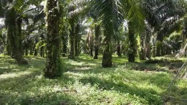 Einfache Vorwärtsbewegung Zwischen Der Palmkresse Auf Dem Ölpalmenfeld Aufgenommen Mit — Stockvideo