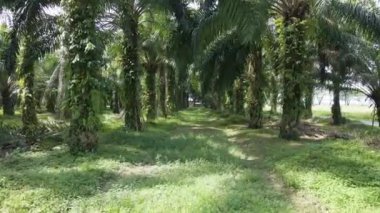 Palmiye kadınları arasında, insansız hava aracı ile alınan organize palmiye plantasyonu tarafından oluşturulan basit bir hareket.