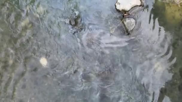 ドローンで撮影された川の道の水の流れを示す空中映像 — ストック動画