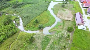 Bir mısır tarlası ve aralarında küçük bir nehir yolu olan küçük bir yerleşim bölgesinin insansız hava aracı ile çekildiğini gösteren hava görüntüleri.