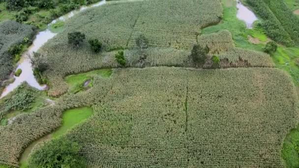Luchtfoto Die Laten Zien Dat Maïsveld Eerst Later Veranderde Palmbomen — Stockvideo