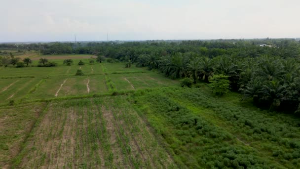 Letecký Záznam Malého Pole Palmovým Polem Napravo Pořízeného Dronem — Stock video