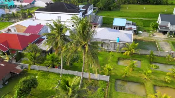 Luftaufnahmen Des Baya Webervogelnestes Einer Kokospalme Aufgenommen Mit Einer Drohne — Stockvideo