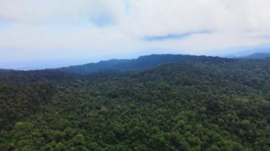 Üzerinde bulutlu bir gökyüzü olan sık bir ormanın insansız hava aracı ile çekildiğini gösteren hava görüntüleri.