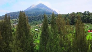 İlk önce bazı ağaçları gösteren ve sonra bir dron ile bir dağa giden hava görüntüleri.