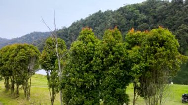 Bazı bitkiler tarafından gizlenmiş görkemli büyük gölün hava görüntüleri, bir dron ile çekildi.
