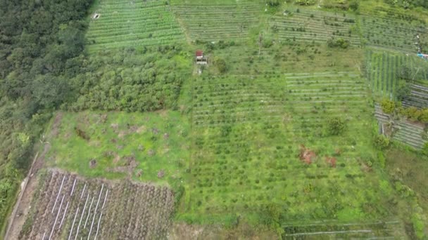 Légi Felvétel Néhány Mezőről Mellette Egy Erdővel Egy Hegy Lábánál — Stock videók