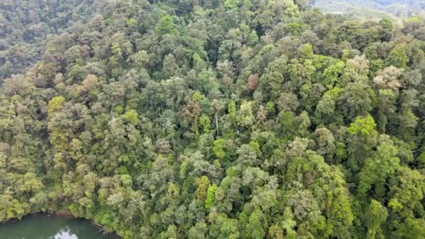 Letecké Záběry Stromů Velké Jezero Vedle Něj Pořízené Dronem — Stock video