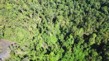 Etrafında bir sürü tarla bulunan sık bir ormanın insansız hava aracı ile çekilmiş hava görüntüleri.