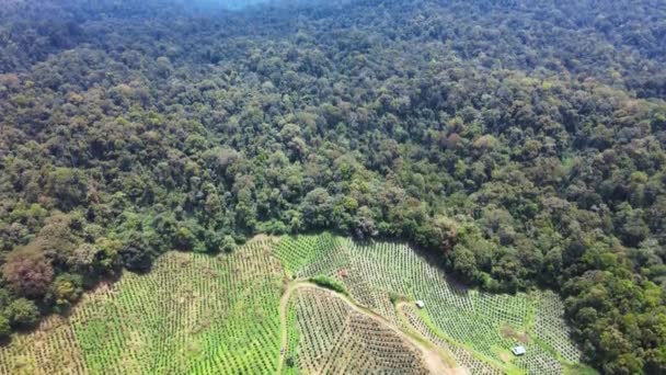 用无人驾驶飞机拍摄的田野 森林和蓝天的空中画面 — 图库视频影像