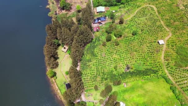ドローンで撮影された 近くにいくつかの家を持つ小さなコーヒー畑の空中映像 — ストック動画