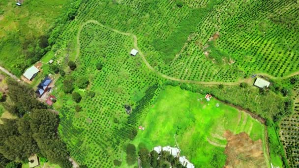 空中拍摄的咖啡场顶部有一条土路 用无人驾驶飞机拍摄 — 图库视频影像