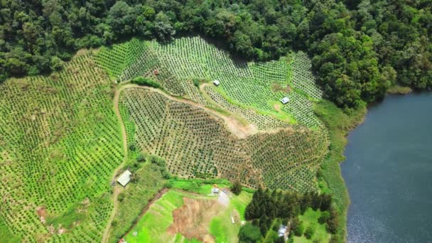 Zdjęcia Lotnicze Pól Kawowych Otoczonych Obszarem Leśnym Zrobione Dronem — Wideo stockowe