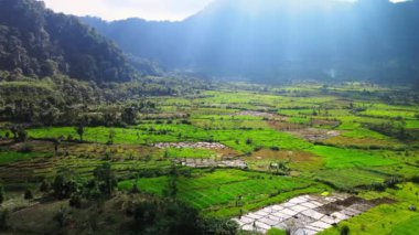 Sağ tarafında parlak güneş ışığı olan bir tarlanın hava görüntüleri, bir dron ile çekildi.