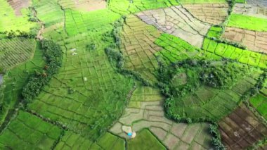 Uçağı ile çekilmiş bir sürü ağacı olan görkemli bir tepe manzaralı bazı tarlaların hava görüntüleri.
