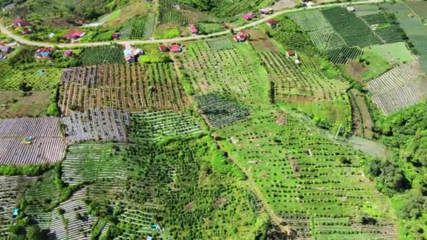 Légi Felvétel Különböző Típusú Növényekkel Ellátott Mezőkről Drónnal Készítve — Stock videók