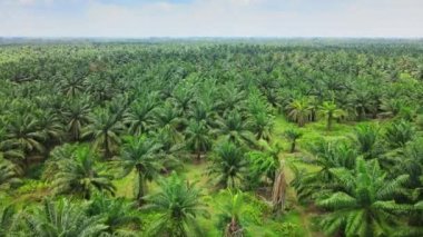 Palmiye yağı plantasyonundan hava görüntüleri, ileri hareket eden bir dron ile çekildi.