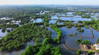 Mangrov ormanının üzerinde bir sürü kuşun tünediği hava görüntüleri.