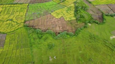 Toplanmaya hazır sarı ekinlerin hava görüntüleri, İHA ile çekildi.