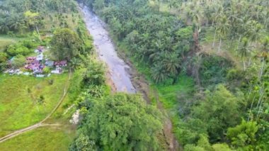 Palmiye Yağı Ağaçlarının Verdant Grove 'undan akan bir nehrin büyüleyici görüntüsü