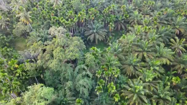 空中拍摄的棕榈油树的画面 其末端有一条河流 由无人驾驶飞机以鸟瞰的角度拍摄 — 图库视频影像