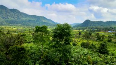 Sarı Ekinli İHA görüntüleri Görkemli Dağ 'ın Ayağında Hasat Etmeye Hazır