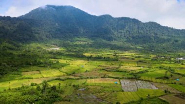 Bir insansız hava aracı tarafından çekilen Görkemli bir dağın eteklerini süsleyen hasat hazır sarı ekinlerin hava görüntüsü.