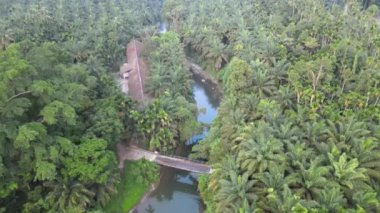 Akan Nehrin Havadan Görüntüsü Palmiye Yağı Ağaçlarıyla çevrili, Bir İHA tarafından yukarıdan çekilen