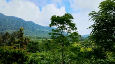 Dağın eteğindeki pirinç tarlalarının hava görüntüleri, insansız hava aracı tarafından çekildi.