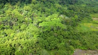 Sağ tarafında pirinç tarlaları olan bir ormanın insansız hava aracı ile çekilmiş hava görüntüleri.