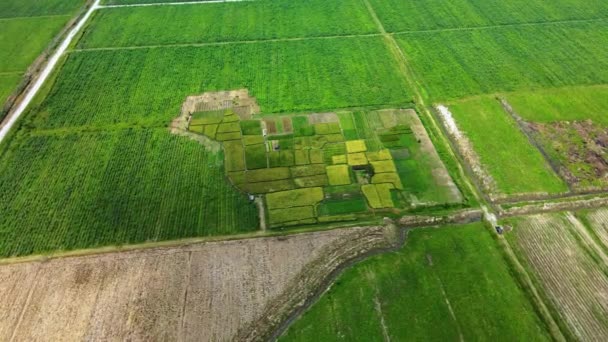 Aerial Footage Few Paddy Fields Flanked Another Fields Circular Motion — Stock Video