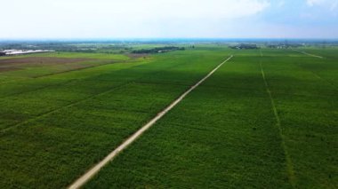 Şeker kamışı fidanlarının geniş alanını kaplayan hava görüntüleri, insansız hava aracı ile çekildi.