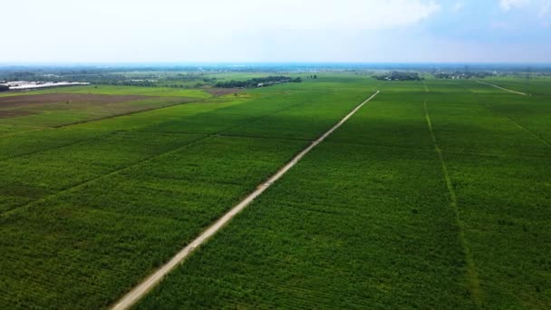 用无人驾驶飞机拍摄的覆盖大面积甘蔗树苗地的空中录像 — 图库视频影像