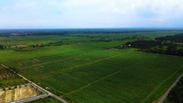 Aerial Footage Wide Area Sugarcane Saplings Fields Large Sky Taken — Stock Video