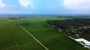 Şeker kamışı fidanlarının ve palmiye ağaçlarının büyük bir bölümünün insansız hava aracı tarafından ileri doğru hareket ettirildiğini gösteren hava görüntüleri.