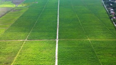 Şekerkamışı fidanlarının geniş bir alana yayılmış hava görüntüleri. İnsansız hava aracıyla basit bir ileri hareket ile çekilmiş.