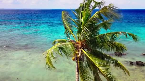 Luchtfoto Van Een Kokosboom Met Het Kleurrijke Zeewater Ervoor Genomen — Stockvideo