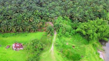Palmiye yağı tarlalarının içinden geçen toprak bir yolu gösteren hava görüntüleri, yukarıdan bir dron ile çekilmiş.