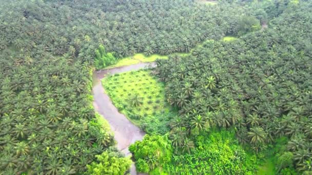 Luchtfoto Van Palmolievelden Met Een Klein Rivierpad Ertussen Genomen Met — Stockvideo