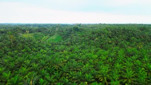 Luftaufnahmen Des Palmölfeldes Mit Wolkenverhangenem Weißen Himmel Aufgenommen Mit Einer — Stockvideo