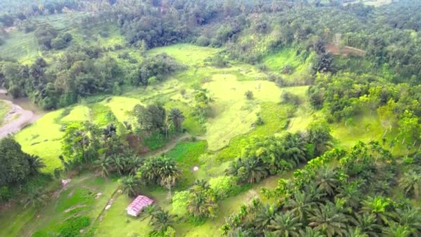 Letecké Záběry Prázdných Neobdělávaných Pozemků Mezi Palmovým Polem Pořízené Dronem — Stock video