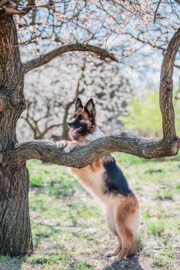 Alman çoban köpeği portresi. Köpek dışarıda. Safkan köpek.. 