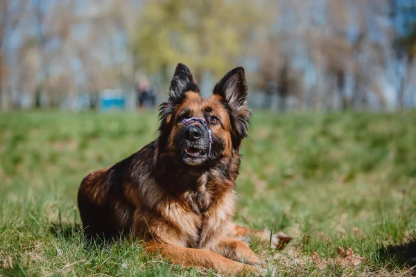 Portret Van Een Duitse Herdershond Hond Buiten Gewone Hond — Stockfoto