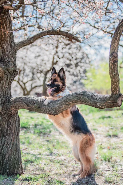 Portret Van Een Duitse Herdershond Hond Buiten Gewone Hond — Stockfoto